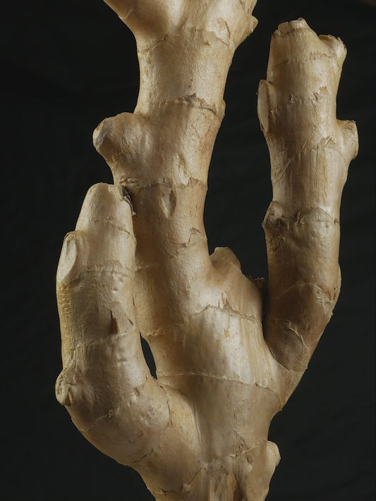 White Ginger Bamboo